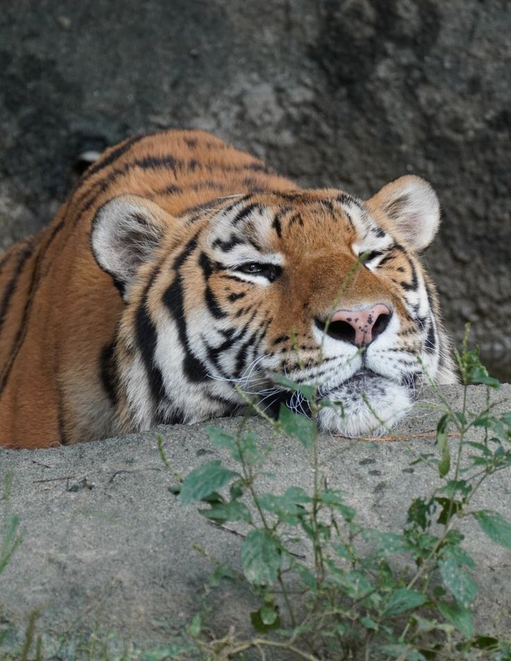 Indian elephant crossing restored forest corridor