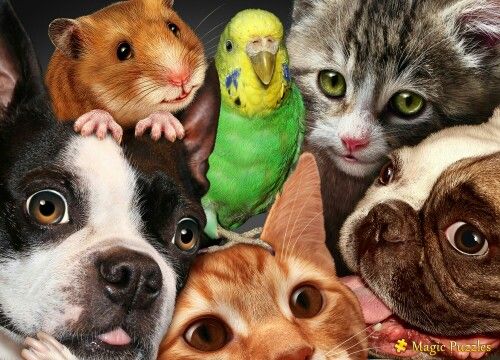 Happy dogs representing responsible pet care guidance