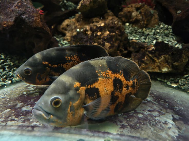 Oversized aquarium fish being safely collected for permanent care
