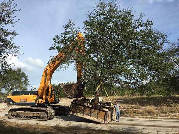Tree roots being transplanted