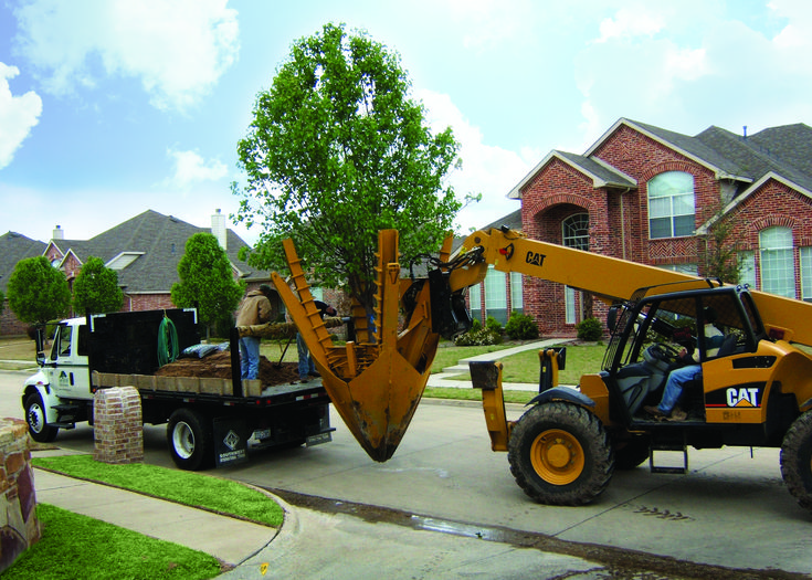Tree being transported on a truck