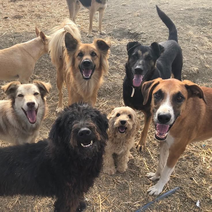 Rescued baby monkey in hands