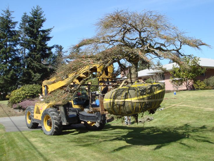 Crew preparing root ball for mature tree during transplantation